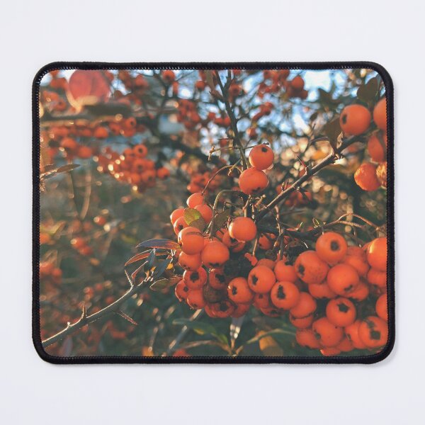 Item preview, Orange berries during sunset - Photography designed and sold by greatnorris.
