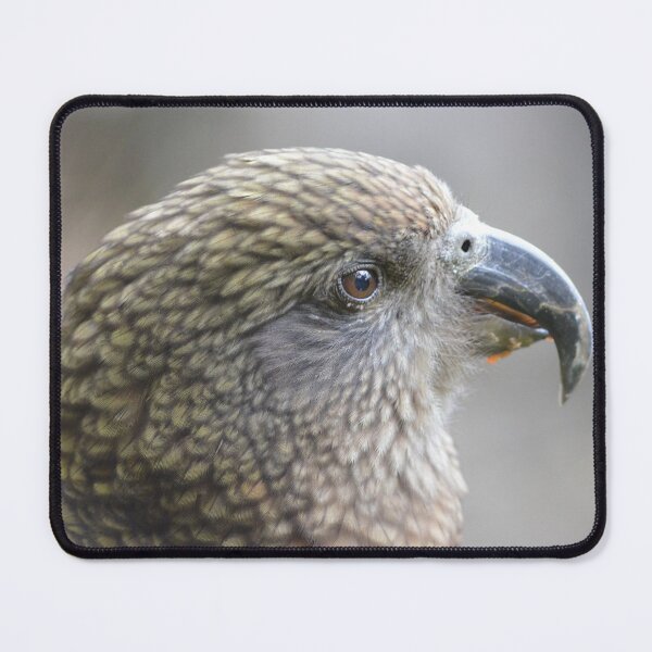 Item preview, Up close with a Kea- New Zealand Birds designed and sold by lizdomett.