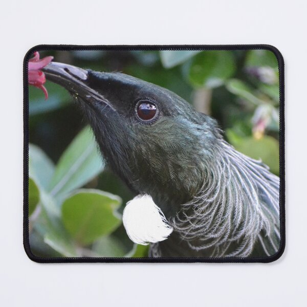 Item preview, Close-up Tui feeding on a flower designed and sold by lizdomett.