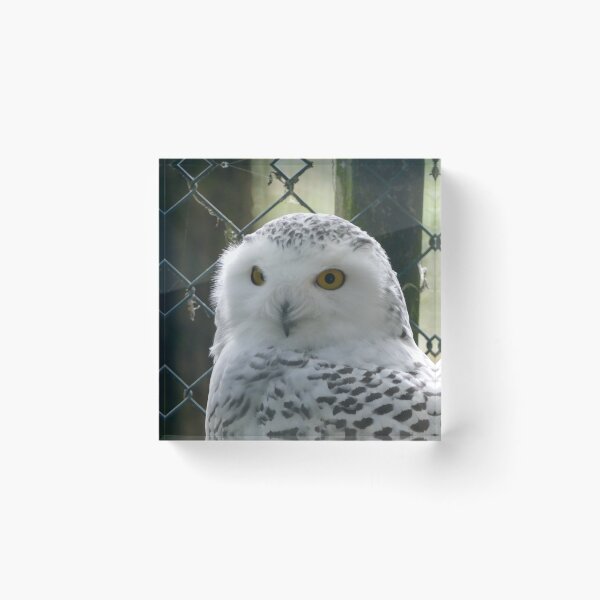 Artikelvorschau, Hibou entworfen und verkauft von willy92.