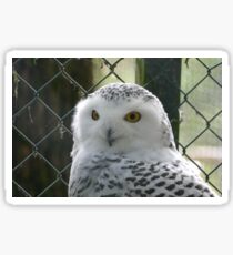 Hibou Sticker