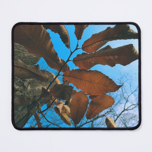 Item preview, Autumn leaves on a tree - The colors of autumn - Photography designed and sold by greatnorris.
