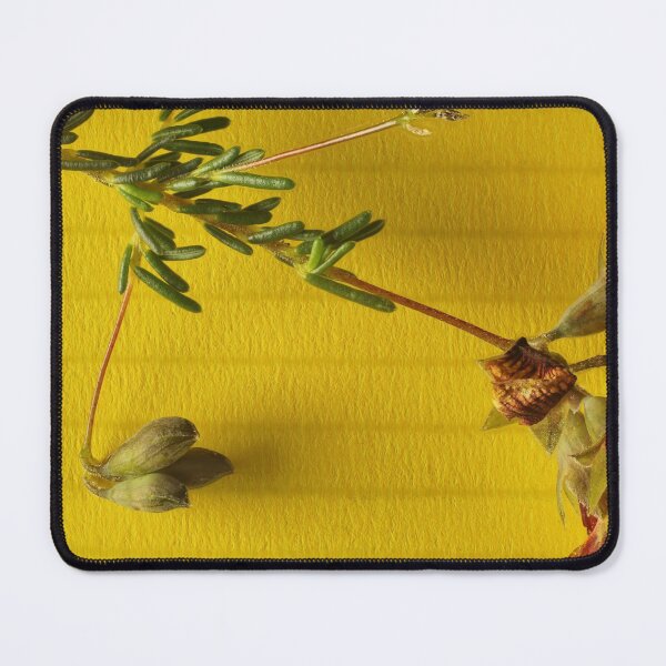 Item preview, Red Parrot-Pea (Dillwynia hispida) in flower, South Australia designed and sold by NanaRusty.