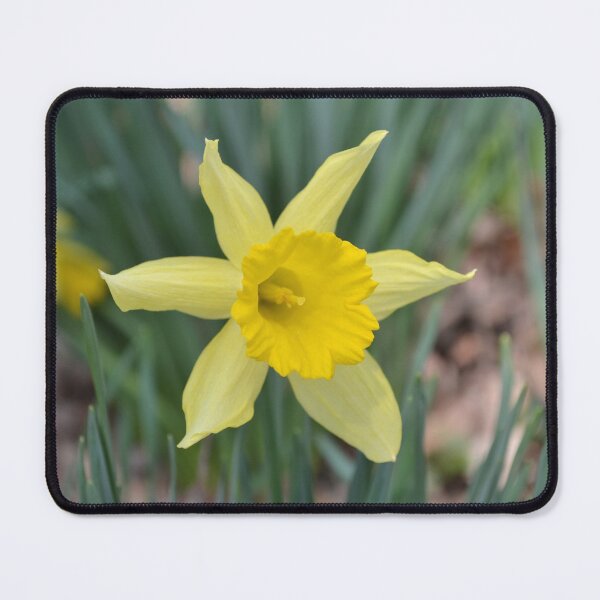 Item preview, Two-Tone Yellow Daffodil designed and sold by Kathleen Brant.