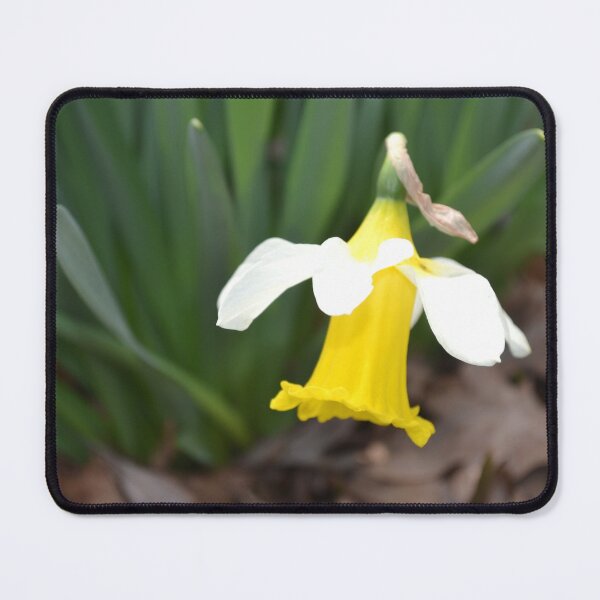 Item preview, Bowed White and Yellow Daffodil designed and sold by Kathleen Brant.
