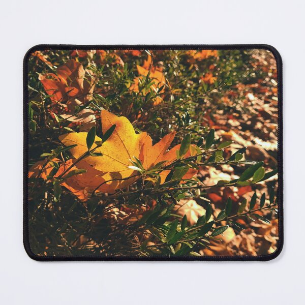 Item preview, Sun shines trough autumn leaves - The colors of autumn - Photography designed and sold by greatnorris.