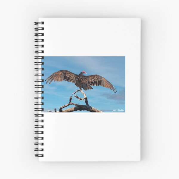 Item preview, Turkey Vulture Perched in a Dead Tree designed and sold by Jeff Goulden Photography.