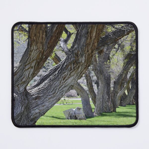 Item preview, Grove of Trees - Washoe State Park, Washoe Lake Nevada designed and sold by Kathleen Douglas.