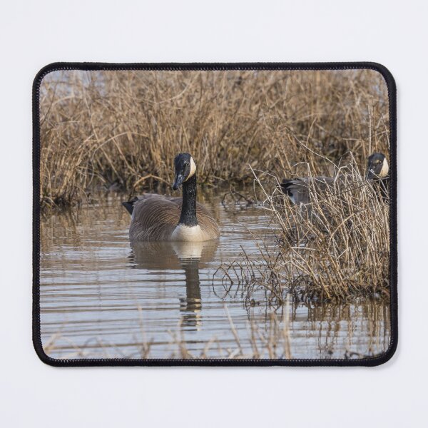Item preview, Canadian Geese In The Weeds designed and sold by mljdwhite.