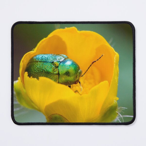 Item preview, Beetle in buttercup flower designed and sold by BVNaturePhotos.