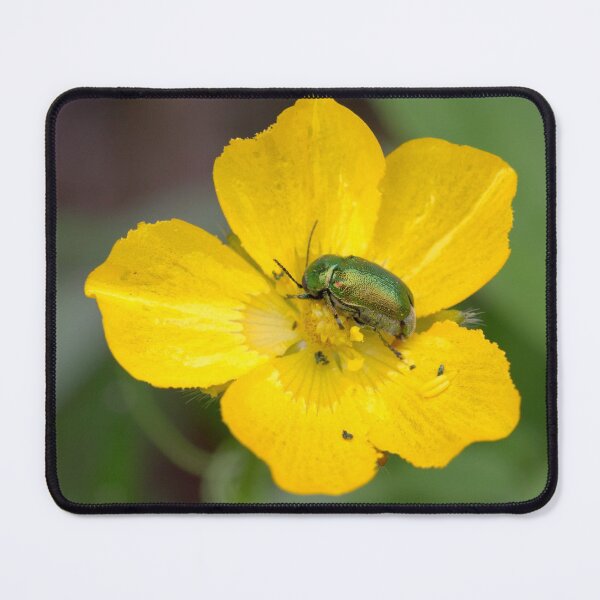 Item preview, Beetle in buttercup flower designed and sold by BVNaturePhotos.