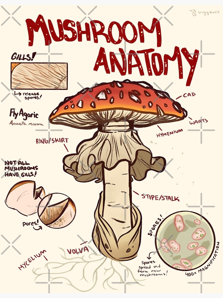 The Anatomy of a Mushroom Art Print 