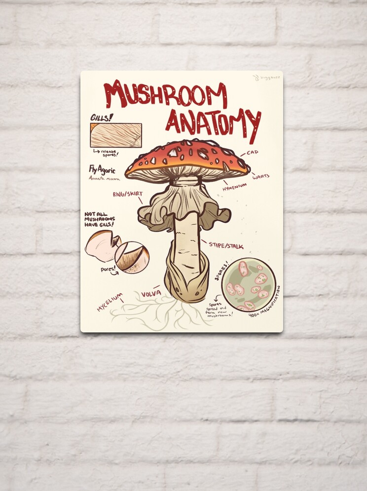 The Anatomy of a Mushroom Art Print 