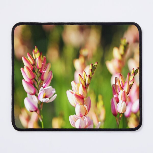 Item preview, African Corn Lily Flowering designed and sold by Joy Watson - Natural Light Photography .