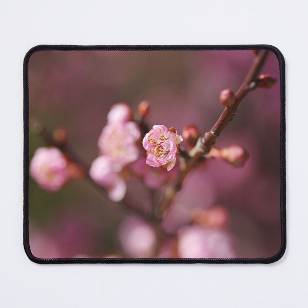 Item preview, Blossom Prunus Pinks designed and sold by Joy Watson - Natural Light Photography .