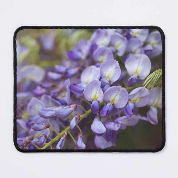 Item preview, Wisteria Tree Blooming designed and sold by Joy Watson - Natural Light Photography .