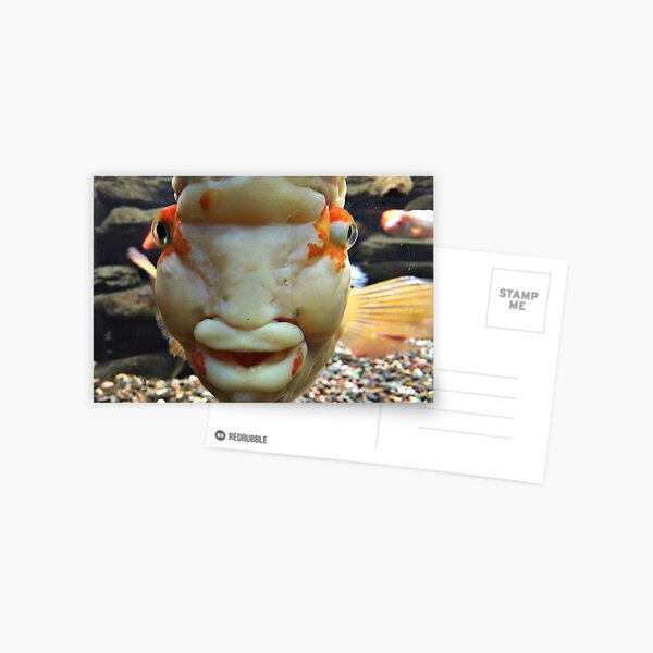 Loving Fish Postcard