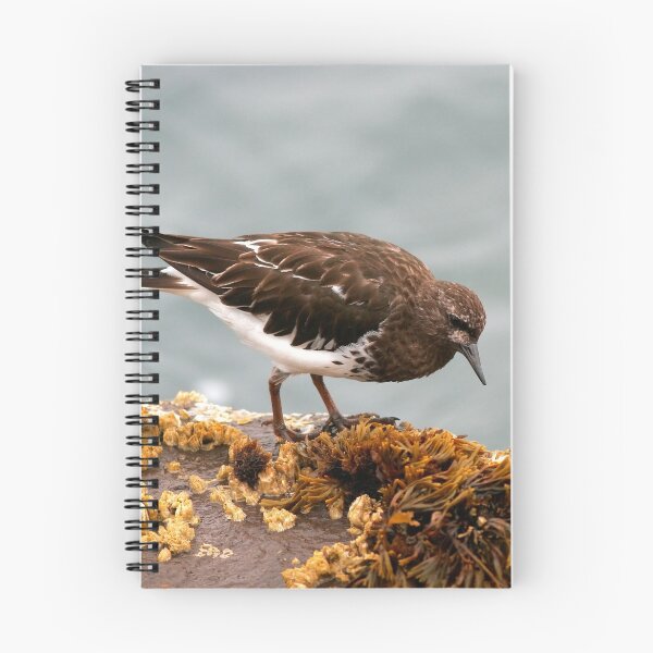 Item preview, Black Turnstone designed and sold by adjohnson.