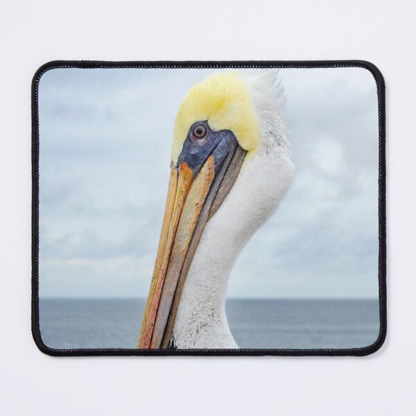 Item preview, Oceanside Pelican Poster designed and sold by Kgphotographics.