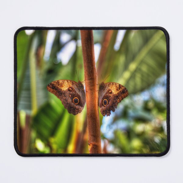 Item preview, Dusky Giant Owl Butterflies designed and sold by Paul Thompson Photography.