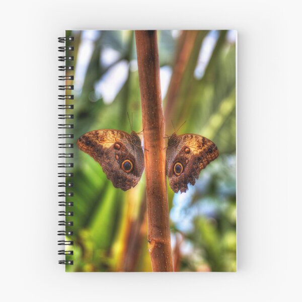 Item preview, Dusky Giant Owl Butterflies  designed and sold by Paul Thompson Photography.