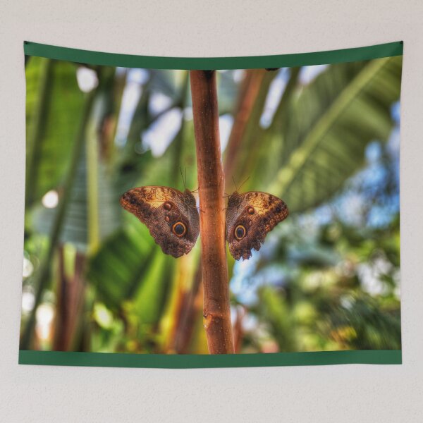 Item preview, Dusky Giant Owl Butterflies  designed and sold by Paul Thompson Photography.