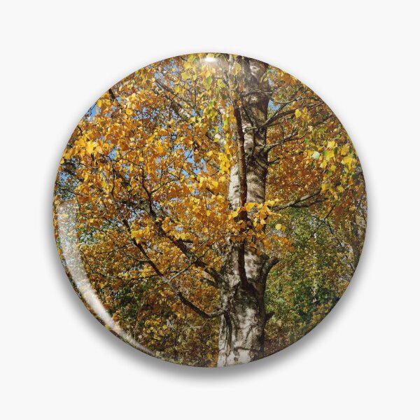 Item preview, The old yellow birch designed and sold by Jouko Lehto Photography.