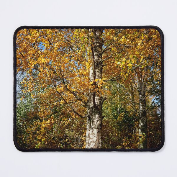 Item preview, The old yellow birch designed and sold by Jouko Lehto Photography.