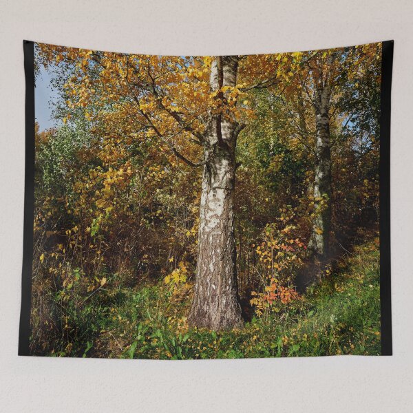 Item preview, The old yellow birch designed and sold by Jouko Lehto Photography.