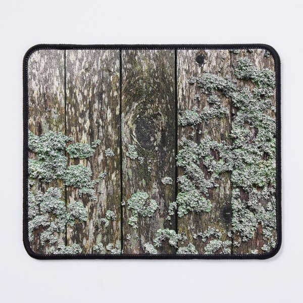 Item preview, Lichen on a wooden wall designed and sold by Jürgen Wiesler.