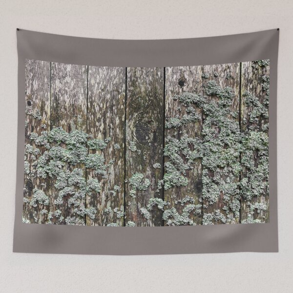 Item preview, Lichen on a wooden wall designed and sold by Jürgen Wiesler.