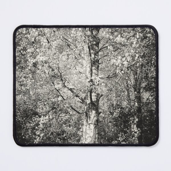 Item preview, The old yellow birch in bw designed and sold by Jouko Lehto Photography.