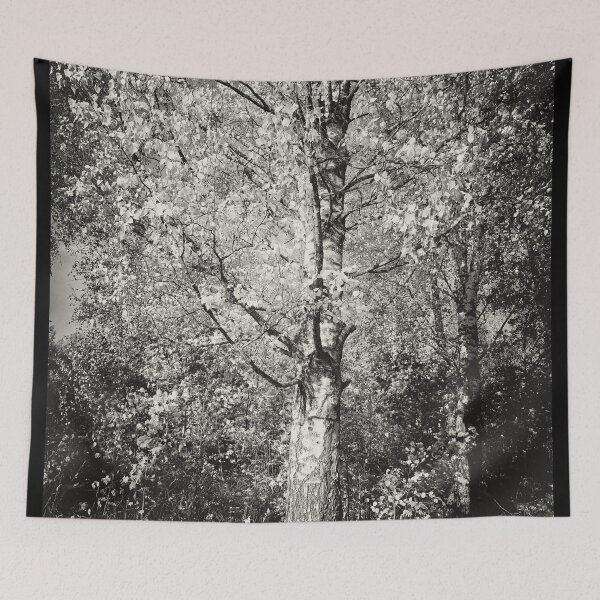 Item preview, The old yellow birch in bw designed and sold by Jouko Lehto Photography.