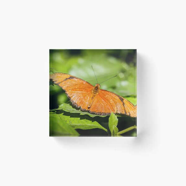 Item preview, Julia Heliconian Dryas Julia designed and sold by Henrik Lehnerer.