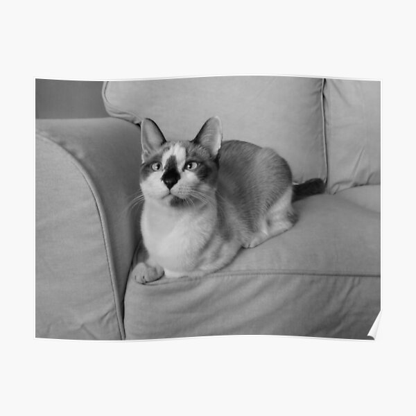 Snowshoe Cat Posters Redbubble