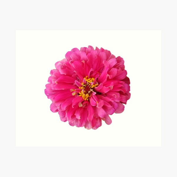 Field Guide to Zinnias, No. 1, Illumination Pink Art Print