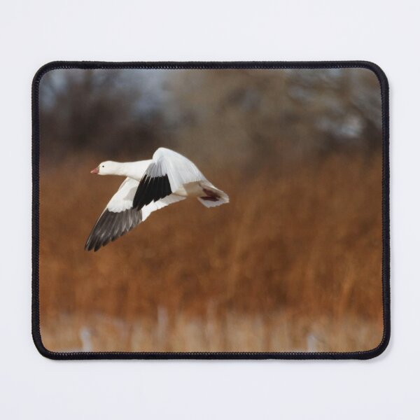 Item preview, Ross's goose on a winter day designed and sold by Ruth Jolly.