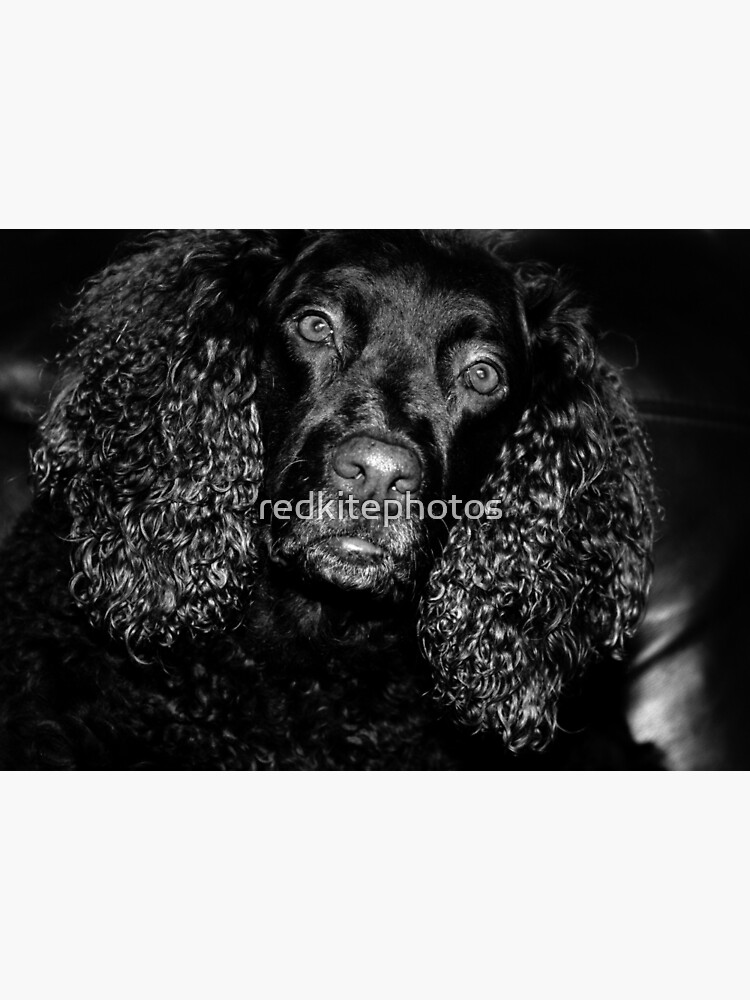 murray river curly coated retriever