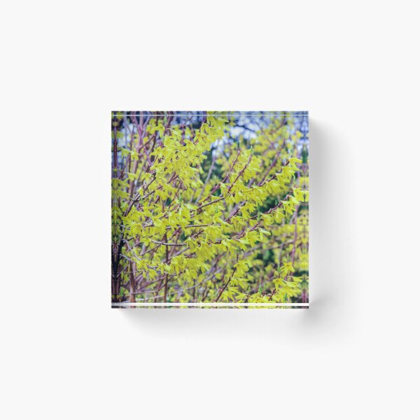 Item preview, Forsythia designed and sold by SzendeB.
