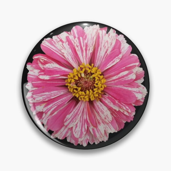 Item preview, Field Guide to Zinnias, No. 3, Candy Cane Pink and White Flower designed and sold by Kristi Duggins.