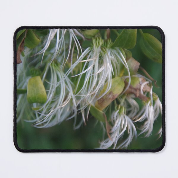 Item preview, Seed Heads At Point Peron, Rockingham, WA designed and sold by lezvee.
