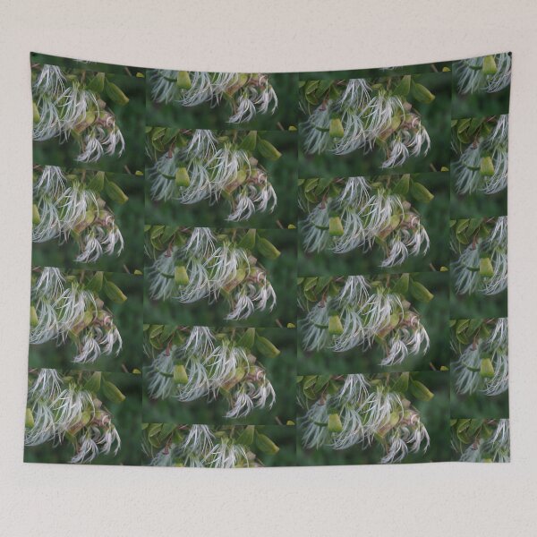 Item preview, Seed Heads At Point Peron, Rockingham, WA designed and sold by lezvee.