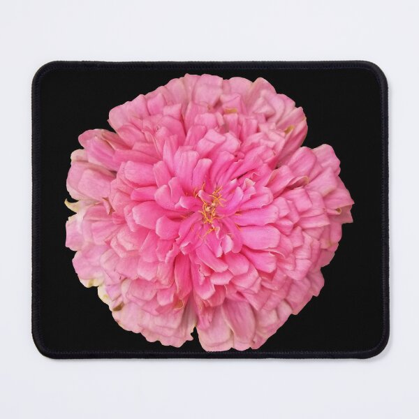 Artikelvorschau, Field Guide to Zinnias, No. 5, Lovely Pink Illumination Zinnia Flower entworfen und verkauft von Kristi Duggins.