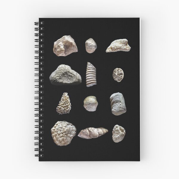 Item preview, Paleozoic marine fossils from Ordovician and Silurian periods designed and sold by MarisG.
