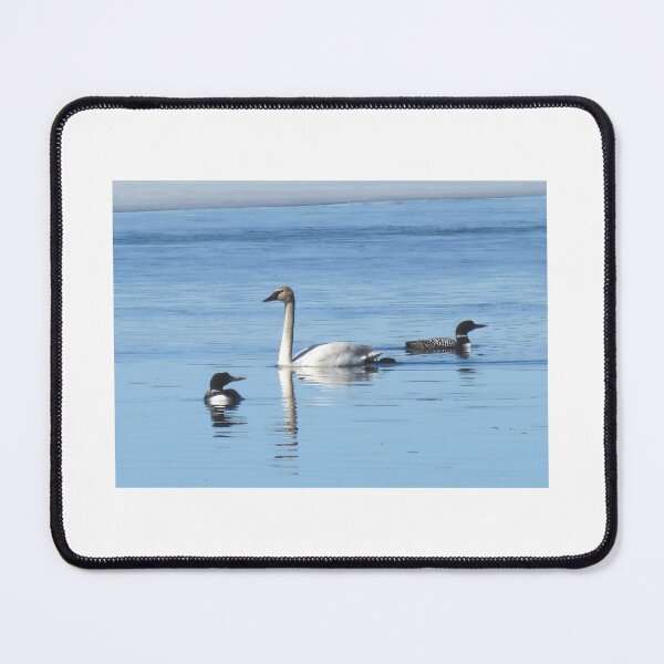 Item preview, Two Loons and a Trumpeter Swan designed and sold by Debbie Center.