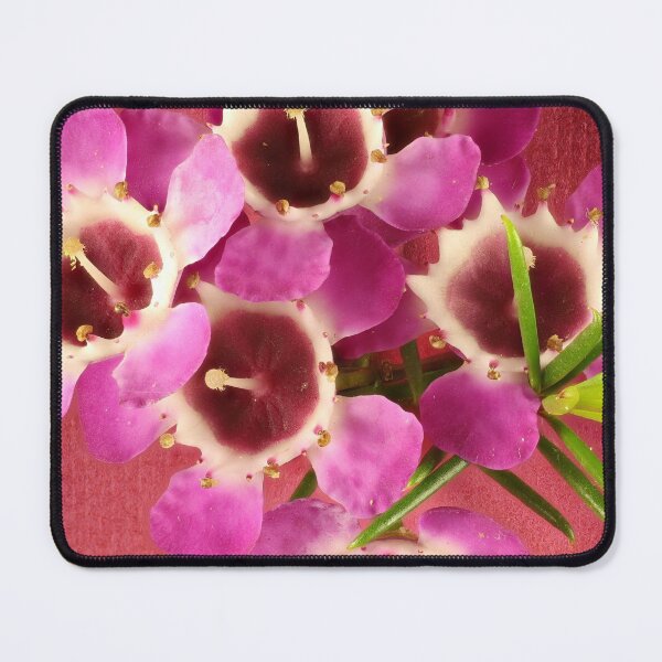 Item preview, Geraldton Wax Bouquet designed and sold by NanaRusty.