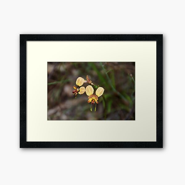 Donkey Orchid by Adelaide Artist Avril Thomas at Magpie Springs Framed Art Print