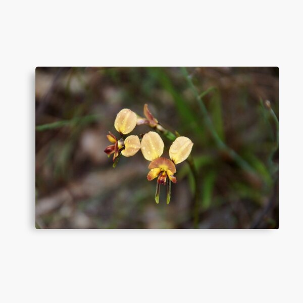 Donkey Orchid Canvas Print