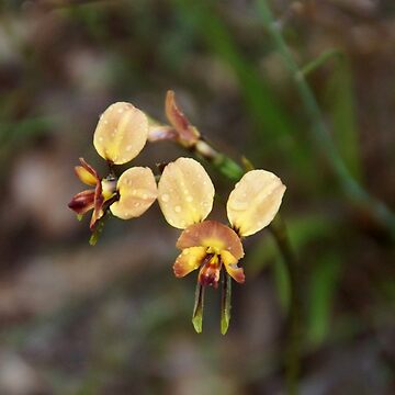 Artwork thumbnail, Donkey Orchid by Adelaide Artist Avril Thomas at Magpie Springs by MagpieSprings