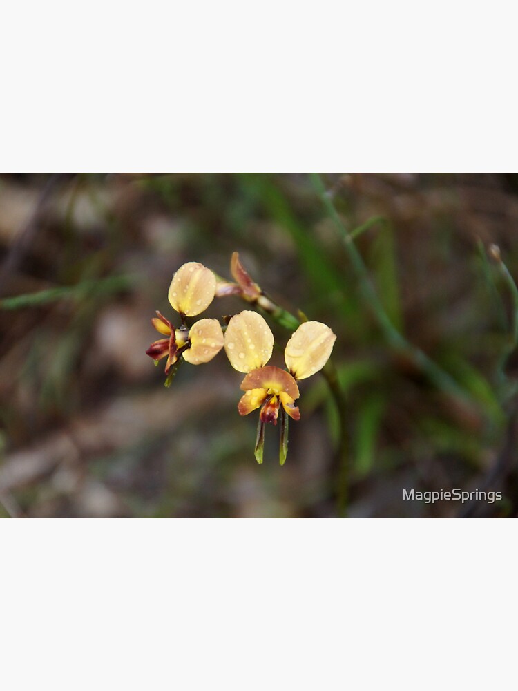 Thumbnail 3 of 3, Sticker, Donkey Orchid by Adelaide Artist Avril Thomas at Magpie Springs designed and sold by MagpieSprings.